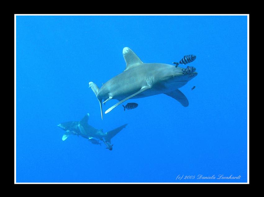 Südsafari, Rotes Meer allgemein,Ägypten,Longimanus