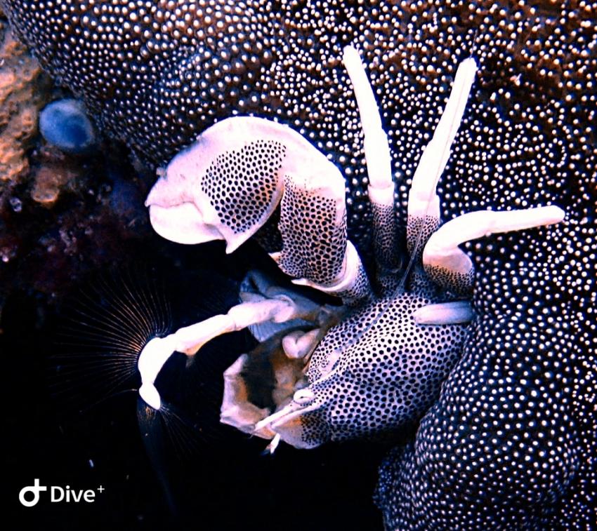 Paradise Diving & Sea Bees Diving Nai Yang, Thailand, Andamanensee