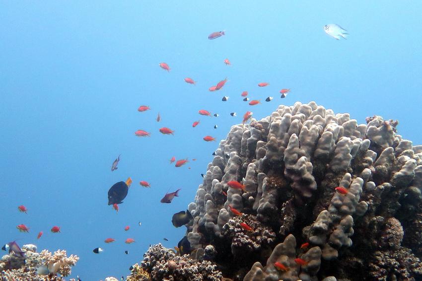 Ducks Diving Quesier at Rohanou Beach Resort, Ägypten, El Quseir bis Port Ghalib