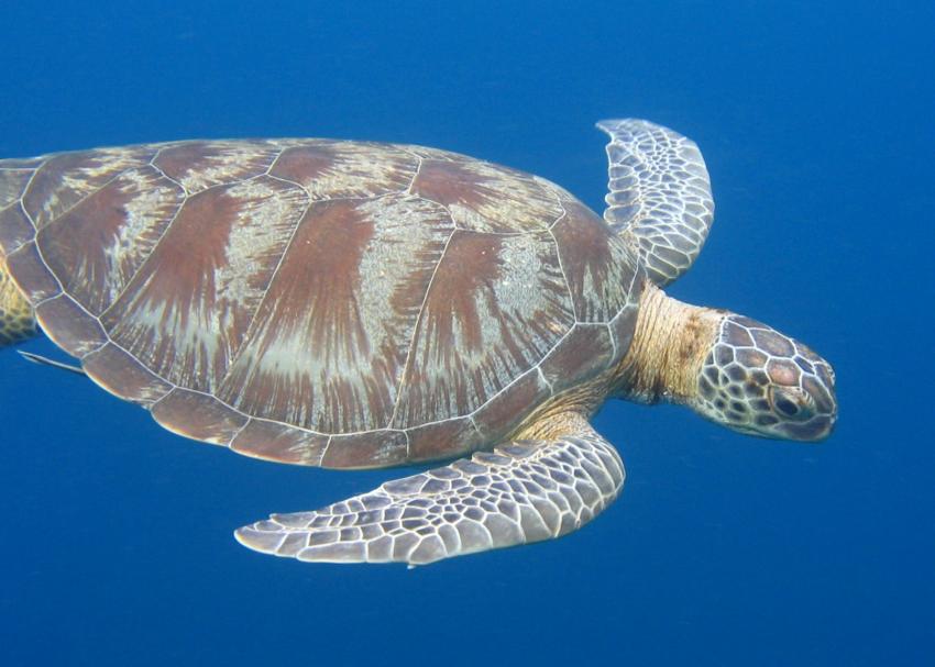 Safari Similans,Koh Bon ,Koh Tachai,Richelieu, Similan Islands,Thailand,Schildkröte