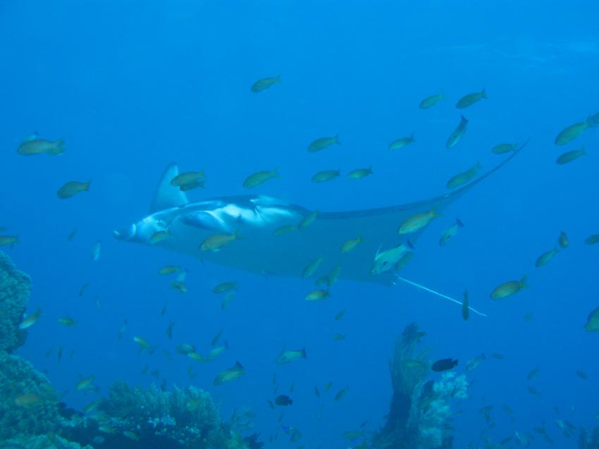Komodo, Orca Dive Club Labuan Bajo Flores,Allgemein,Indonesien