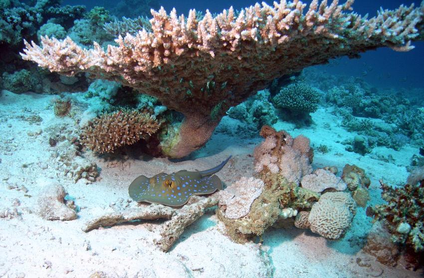 Safaga 01/2011 Teil 4, Safaga - allgemein,Ägypten