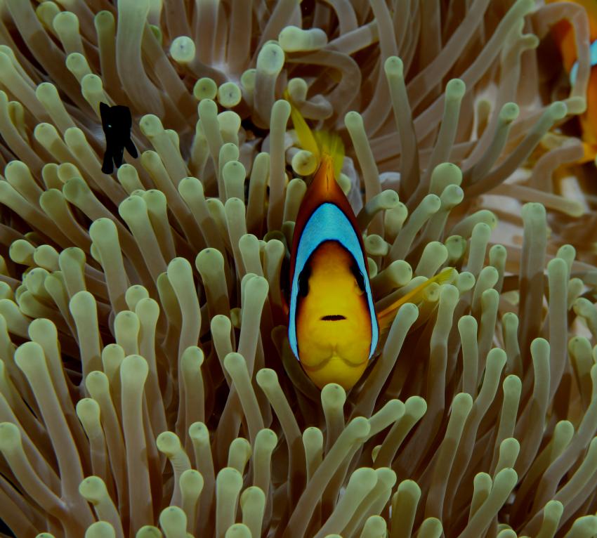 St. John´s Reef, St. John´s Reef,Ägypten