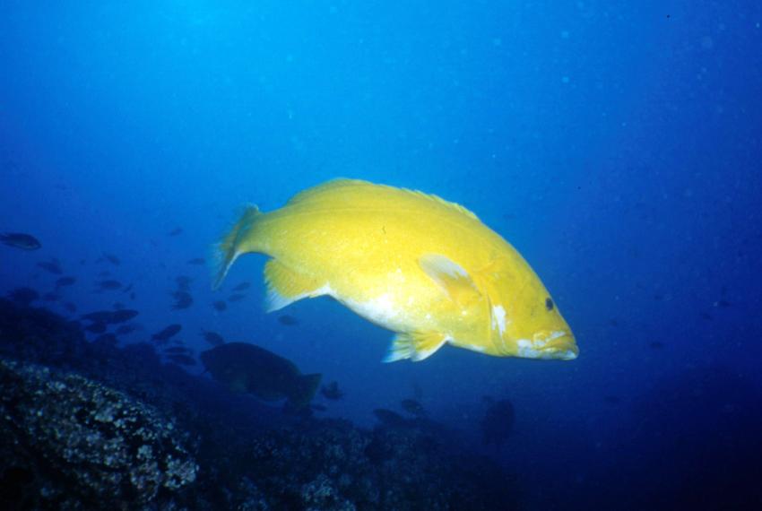 Manta Diving Center Canico, Canico,Portugal,gelb,Zackenbarsch