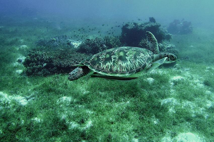 Bohol, Bohol,Philippinen,Schildkröte