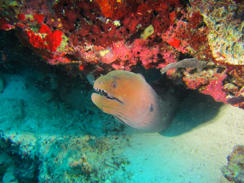 Euro-Divers Kagi Maldives, Malediven