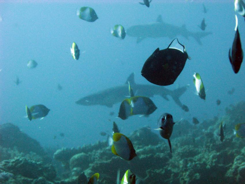 Pandan / Apo Reef, Apo Reef / Pandan Island / Sablayan / Philippinen,Philippinen