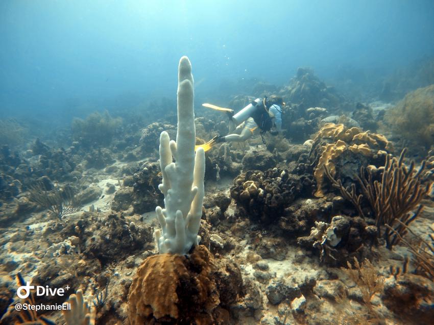 Curacao Divers (Sun Reef Village), Sint Michiel, Niederländische Antillen, Curaçao