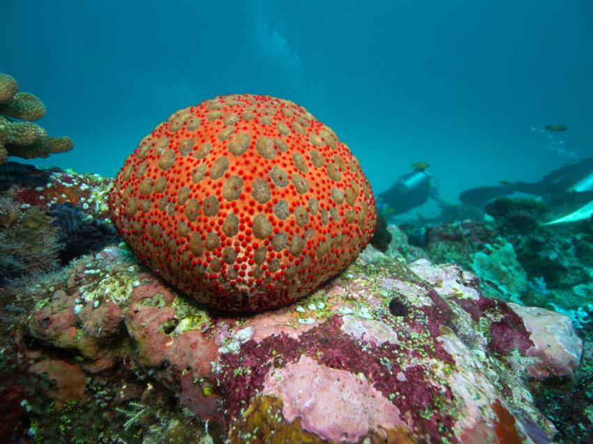 Kissen, Sterne und Korallen, Ari Atoll Bathala,Malediven