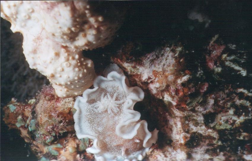 Safaga, Safaga - allgemein,Ägypten