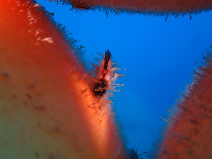 Kalypso Dive Center & School, Griechenland