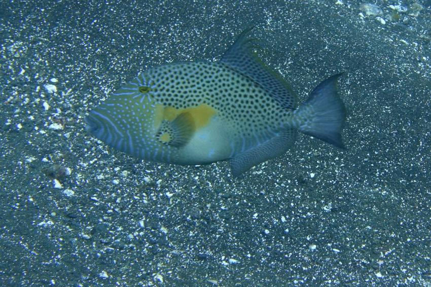 Drückerfisch, Kapverden, Cabo Verde, Haliotis Dive Center, Mindelo, Kap Verde