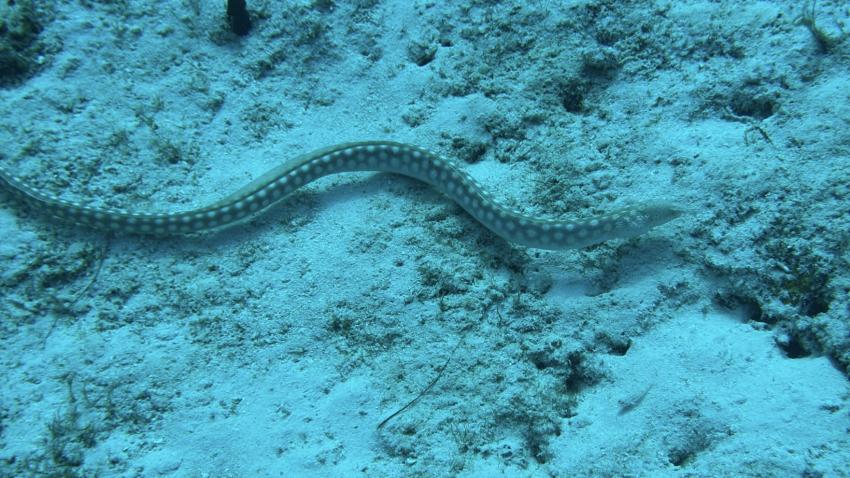 Cozumel Dive School, Mexiko