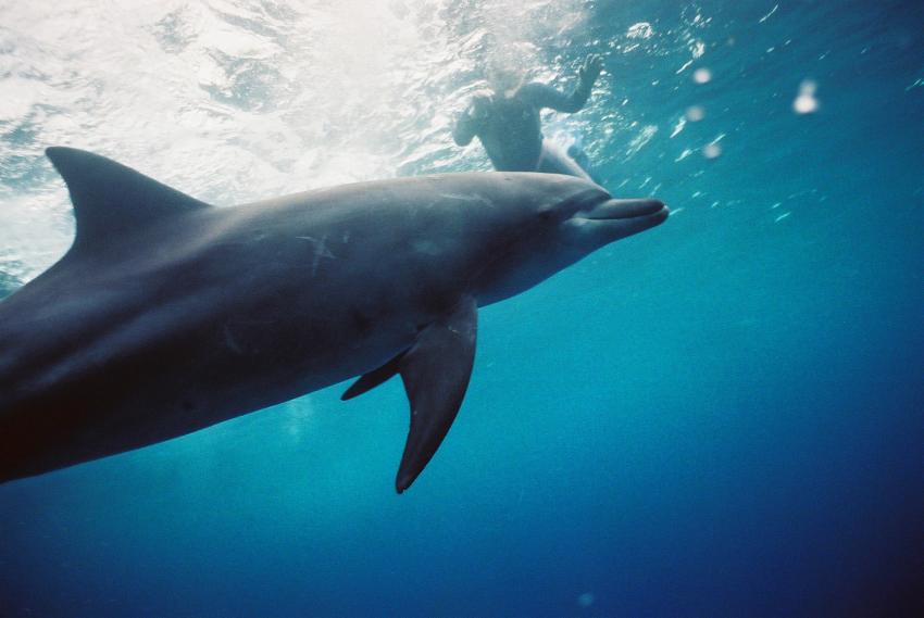 Mikurajima, Mikurajima,Japan,Delfin,Cetacea