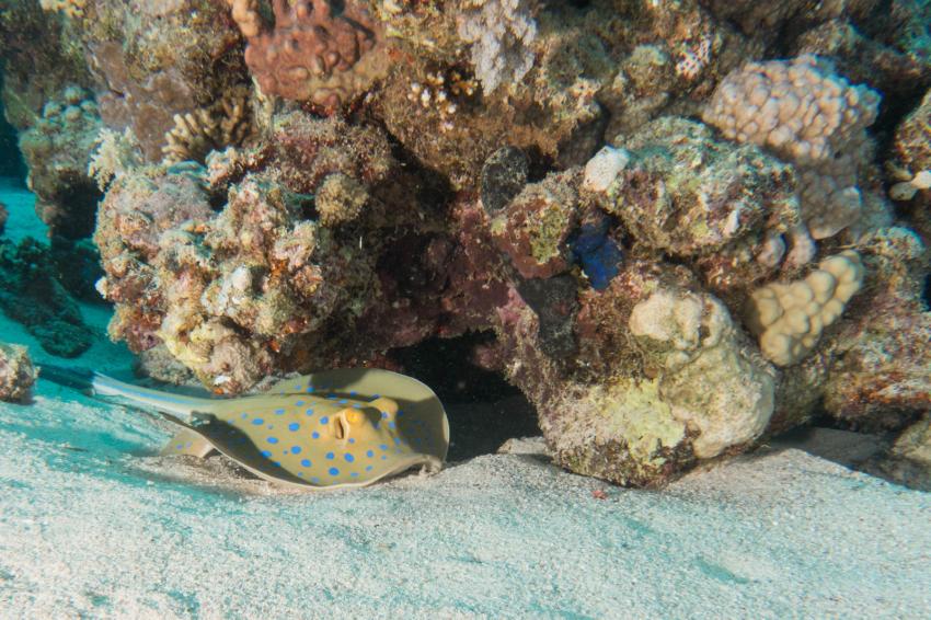 Blaupunktrochen gibt es fast überall, diving.DE Flamenco, Ägypten, El Quseir bis Port Ghalib