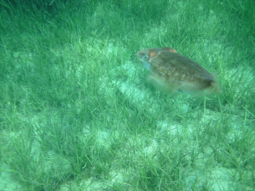 Halkidiki - Athos, Halkidiki - Athos,Griechenland