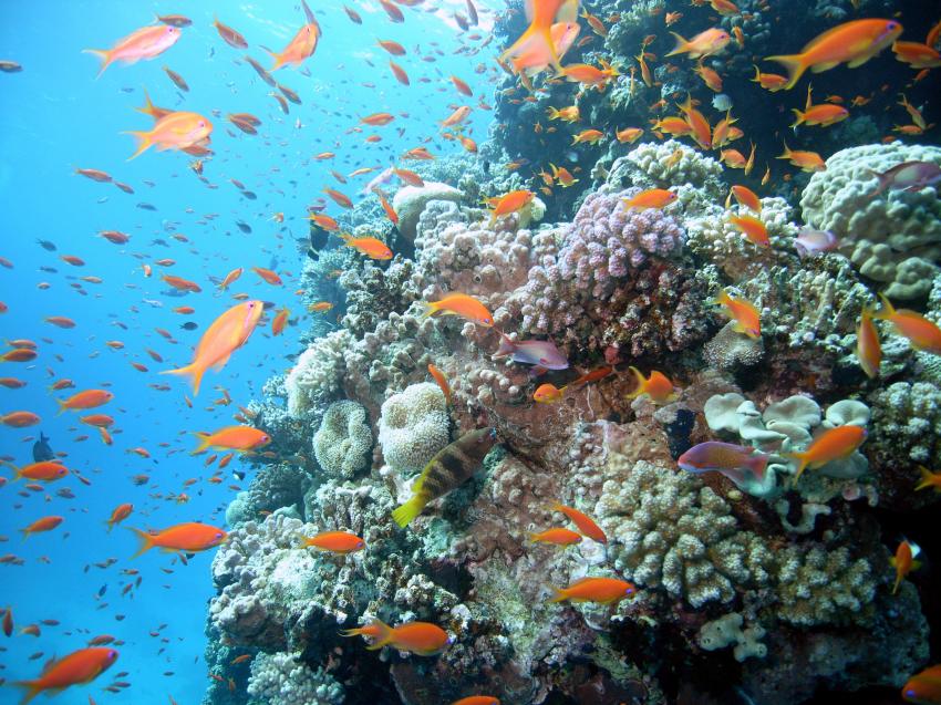 Safaga 01/2011 Teil 5, Safaga - allgemein,Ägypten