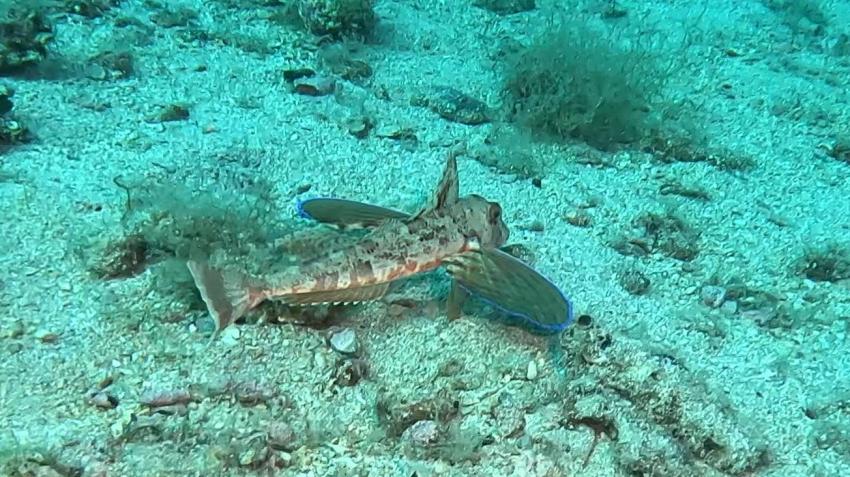 Knurrhahn, Scubacenter Sv. Marina, Kroatien