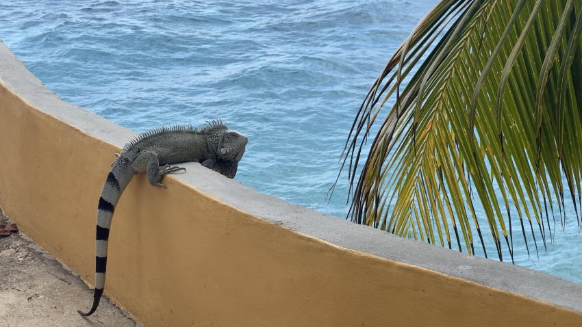 Curacao Divers (Sun Reef Village), Sint Michiel, Niederländische Antillen, Curaçao
