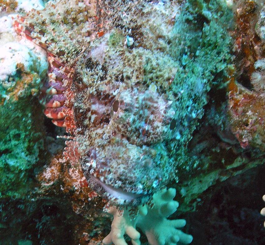 Safaga 01/2011 Teil 4, Safaga - allgemein,Ägypten