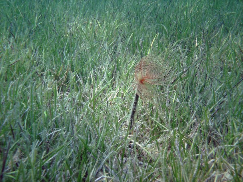 Halkidiki - Athos, Halkidiki - Athos,Griechenland