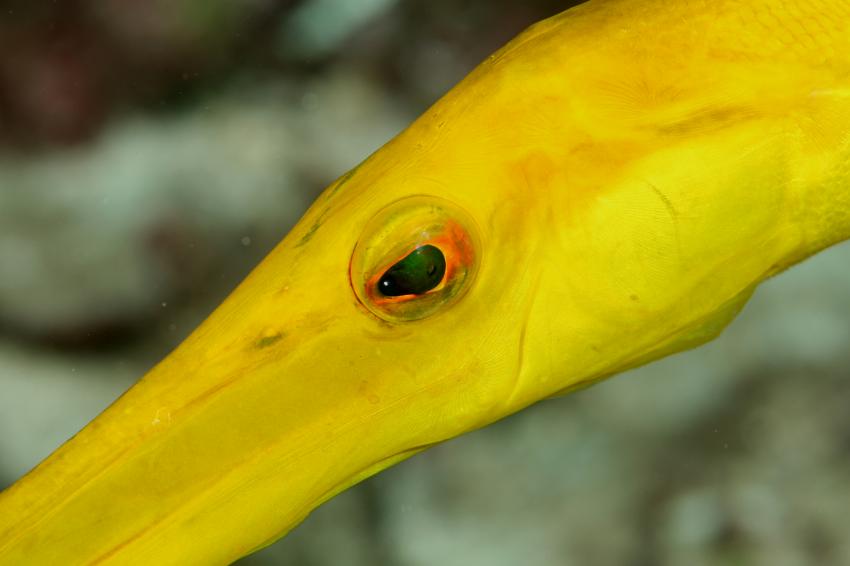 Bei der Schatzinsel, Cocos Insel,Costa Rica,Flötenfisch,gelb,Auge