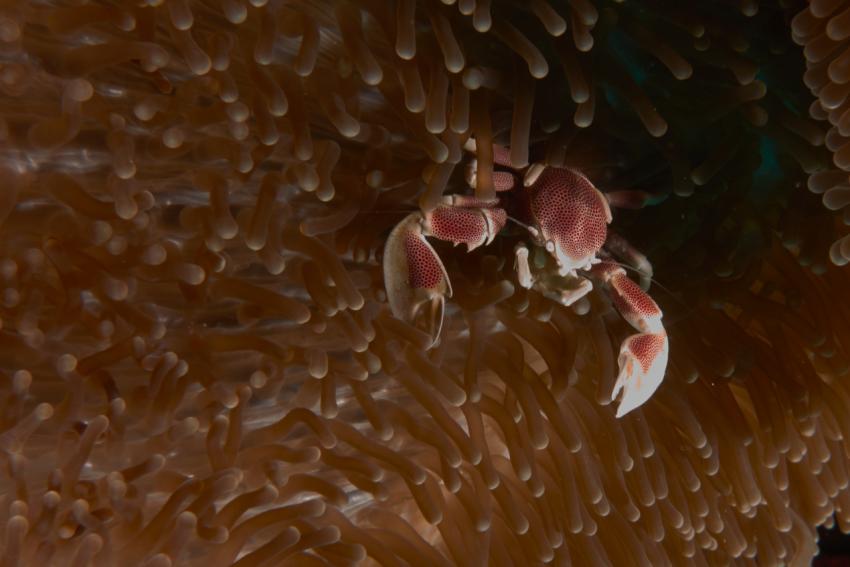 Anemonen-Krabben in allen Größen, Dhoni Kolhu (Coco Palm), Dive Ocean, Malediven