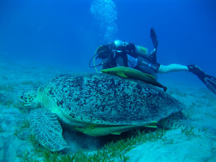 Schildkröte bei Marsa Mubarak