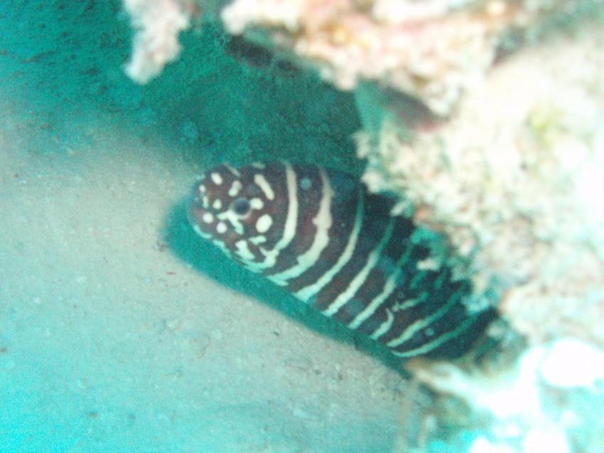 Mahe,Beau Vallon -Ocean Dream Divers, Mahé,Seychellen