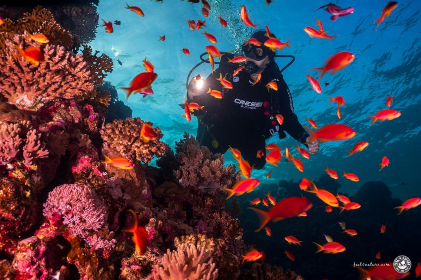 Wildes Treiben der Fahnenbarsche am Hausriff , diving.DE Flamenco, Ägypten, El Quseir bis Port Ghalib