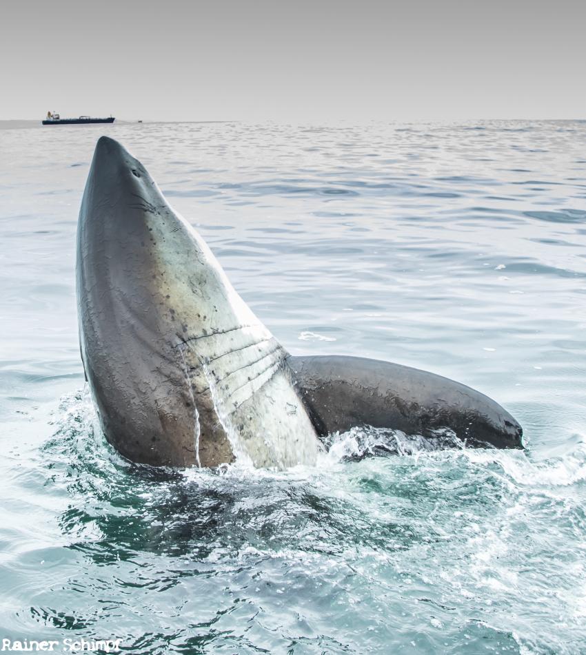 Shark Bonanza / Haitauchen / Expert-Tours.com, Südafrika, Sardine Run, Haitauchen, Weiss Hai, Käfigtauchen, Squid Run, Haie, Seelöwentauchen, Seals, Seebärentauchen, Dive Expert-Tours,  Port Elizabeth