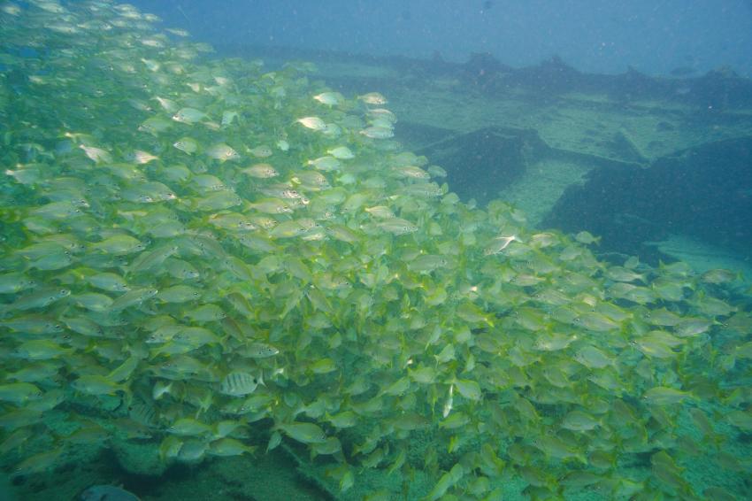 Schwarm am Wrack, Zeus Dive Center, Playa del Ingles, Gran Canaria, Spanien, Kanaren (Kanarische Inseln)