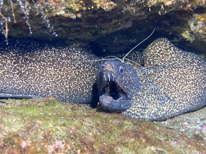 Muräne, Sub-Tropic Adventures, Jamestown - St.Helena, St. Helena, Ascension und Tristan da Cunha