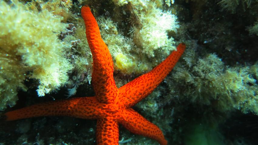 Seestern, Diving Center, Cala Pada, Ibiza, Spanien, Balearen