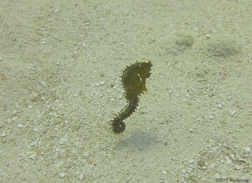 Sea Horse, Buccaneer Diving, Zanzibar, Tansania