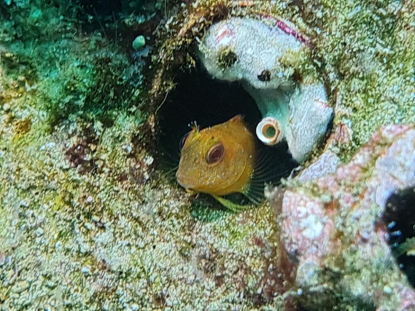 Extra Divers - Mirbat, Oman, Oman