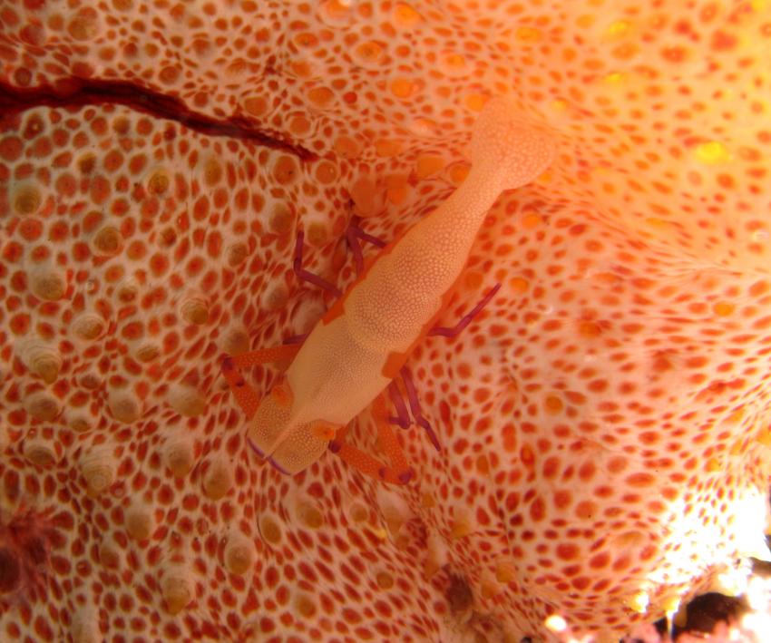 Komodo, Orca Dive Club Labuan Bajo Flores,Allgemein,Indonesien,Garnele,Schwamm,orange