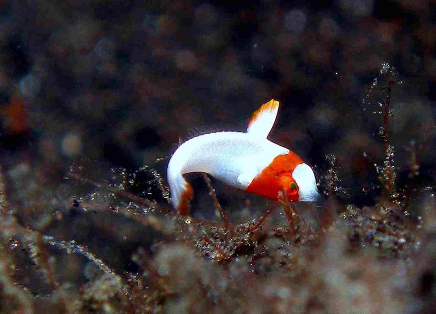 Tulamben - Coral Garden