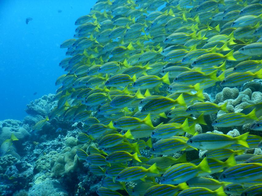Fischwand, Papua Paradise Eco Resort, Indonesien, Allgemein