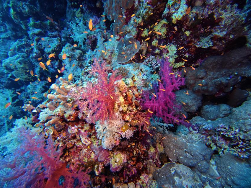 SeaFriend, Ägypten, Marsa Alam und südlich