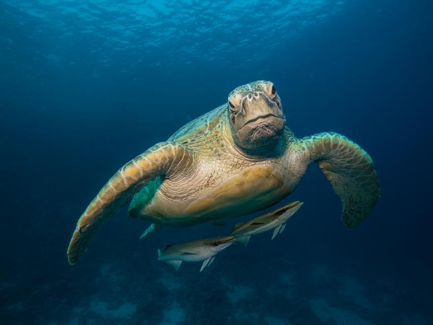 Turtle, Coraya Divers Brayka Bay, Ägypten, Marsa Alam und südlich