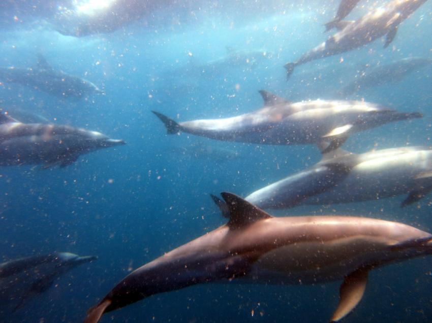 Common Dolphins , Dive Expert-Tours ,   Südafrika, Südafrika