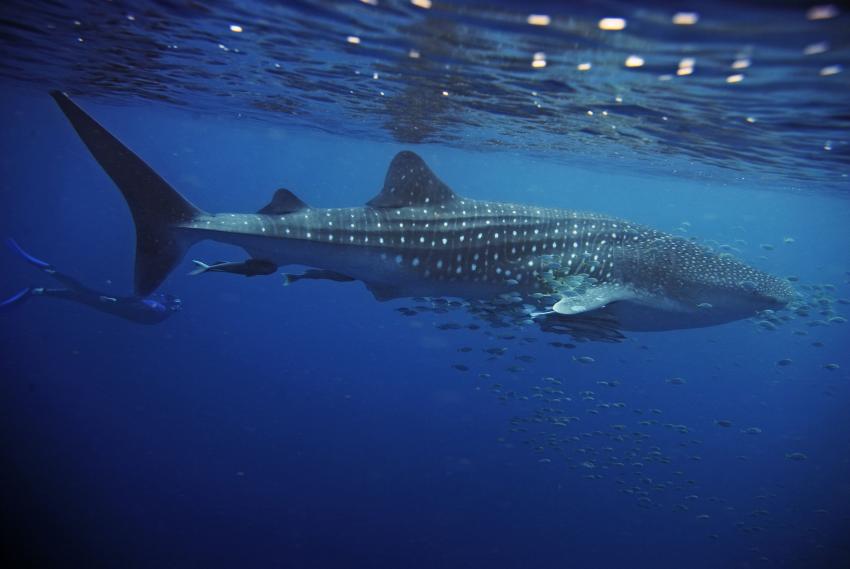 Whale shark, Dive Shop Maldives, Fenfushi, Malediven