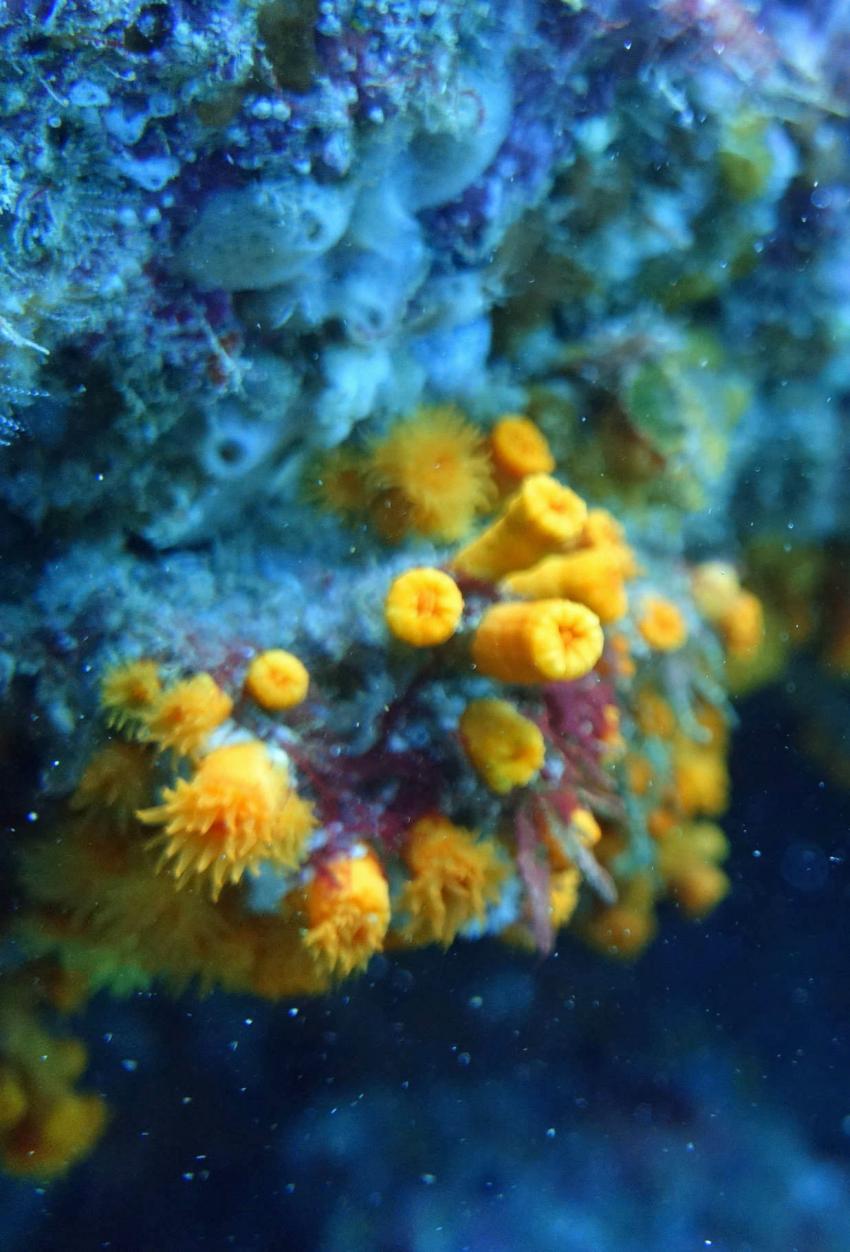 Kapverden, Cabo Verde, Haliotis Dive Center, Mindelo, Kap Verde