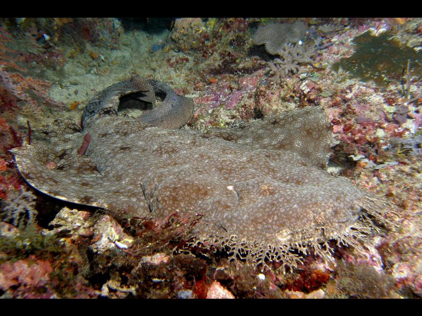 Wobbegong