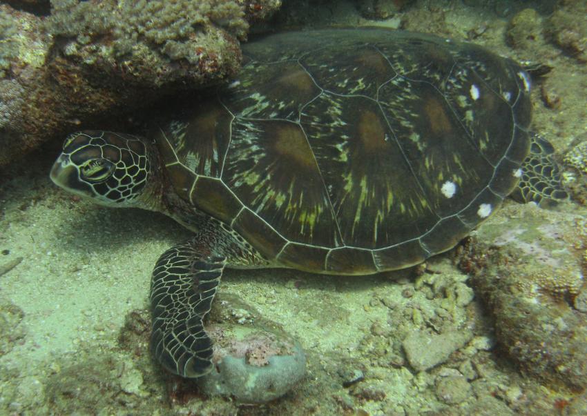 Meeresschildkröte ruht sich aus