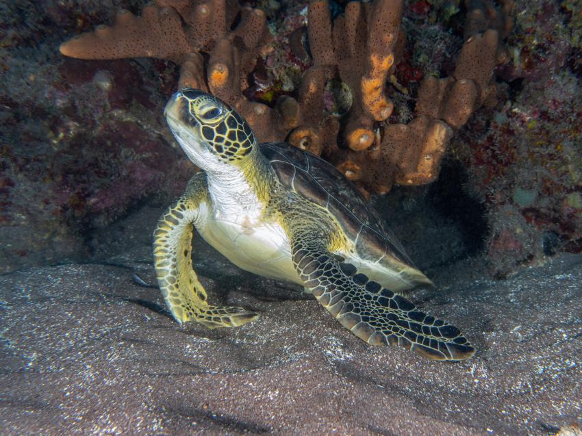 Caribbean Explorer II, Niederländische Antillen, Saba