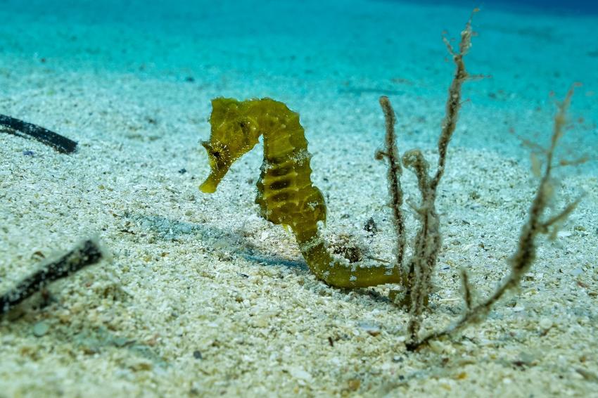 Kaş Diving, Türkei