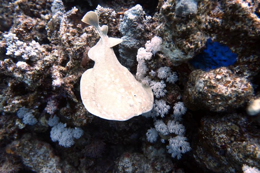 Ducks Diving Quesier at Rohanou Beach Resort, Ägypten, El Quseir bis Port Ghalib