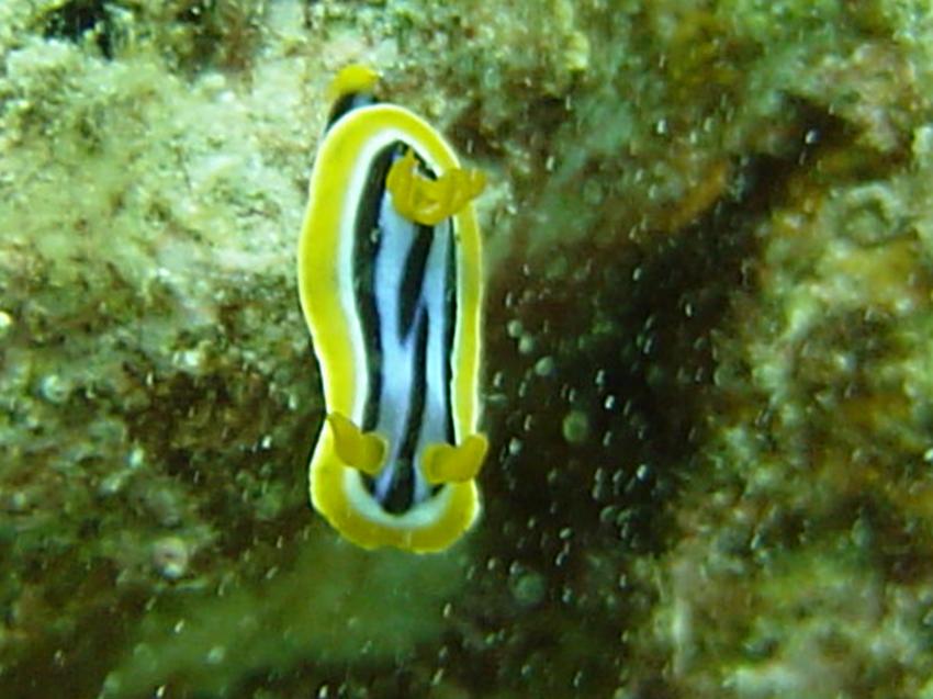 Safaga, Safaga - allgemein,Ägypten